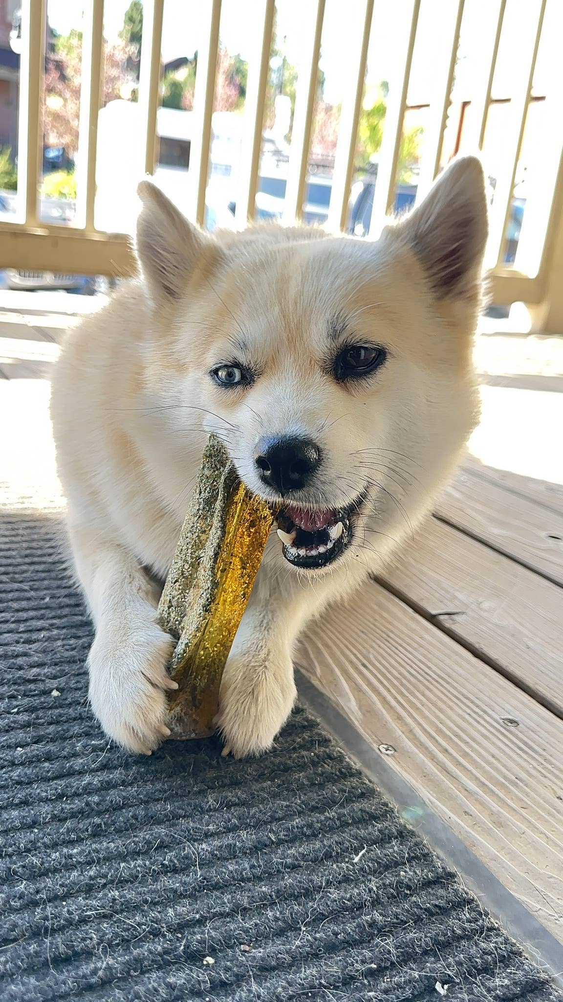 Mighty Marrows Dental Chew | Pork & Parsley
