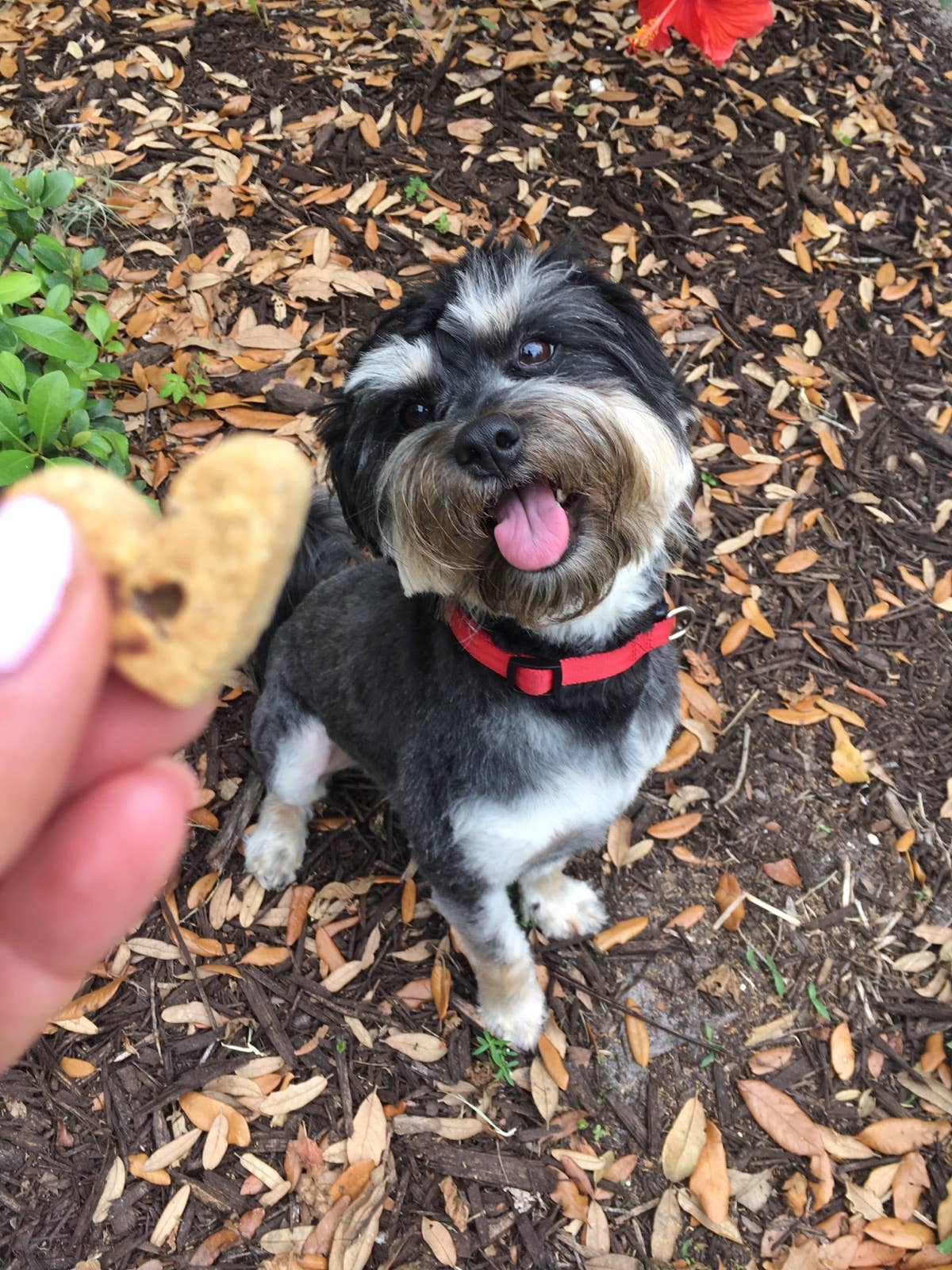 Einstein | Pets PB’N Jelly Time Treats