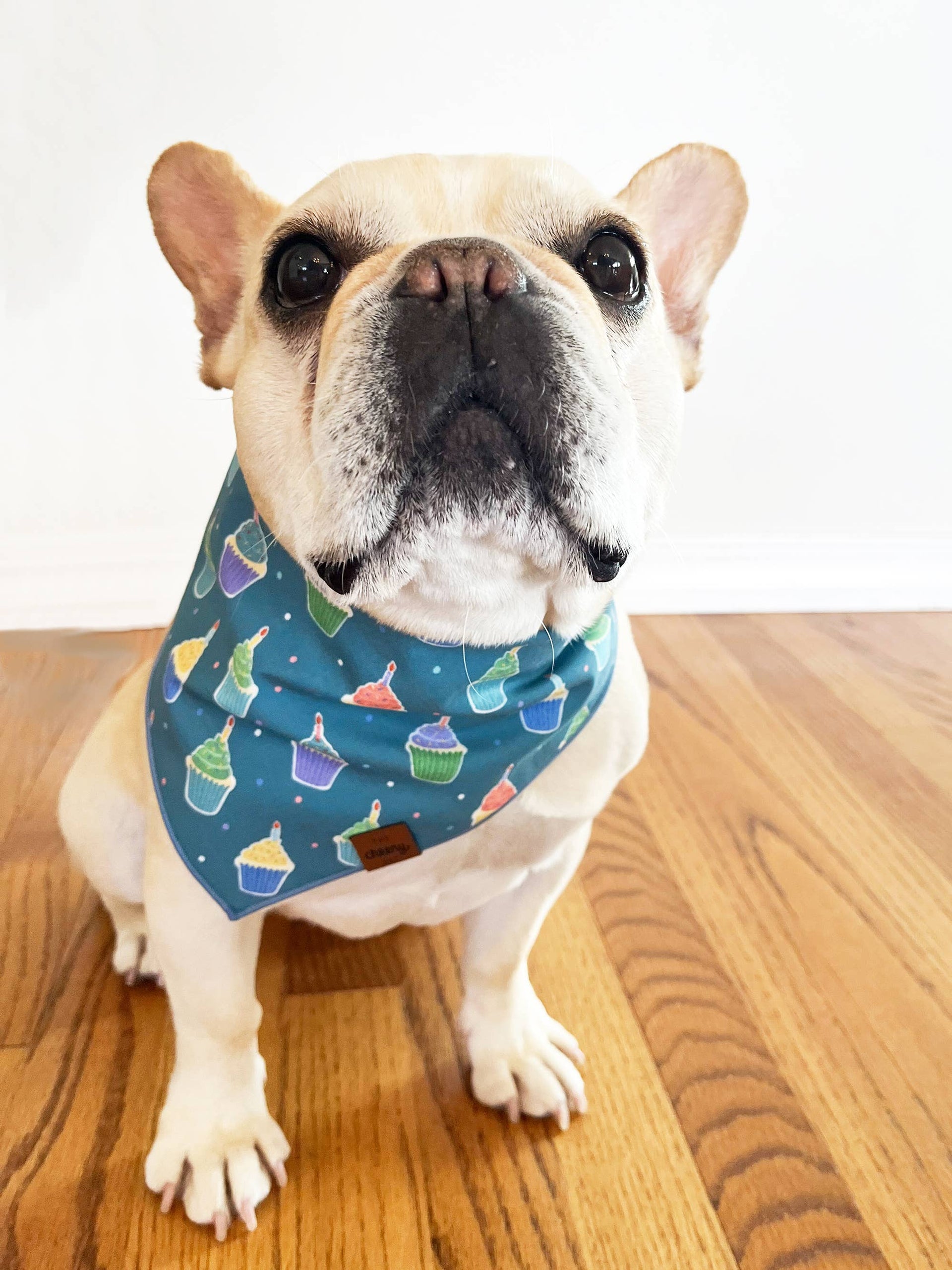 Pupcakes Bandana - Teal