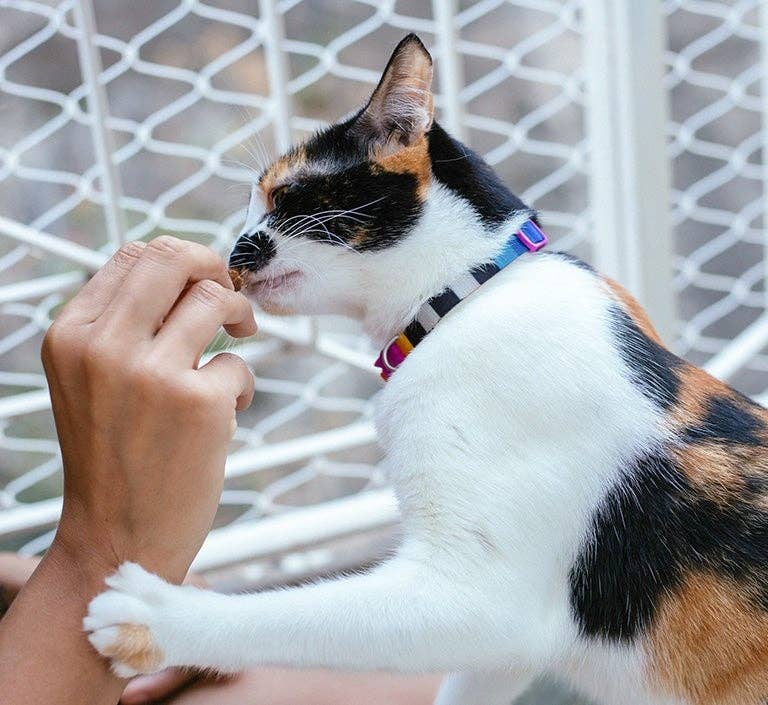 Prisma | Cat Harness with Leash