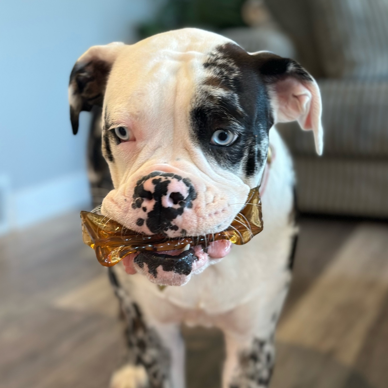 Mighty Marrows Dental Chew | Pork & Parsley