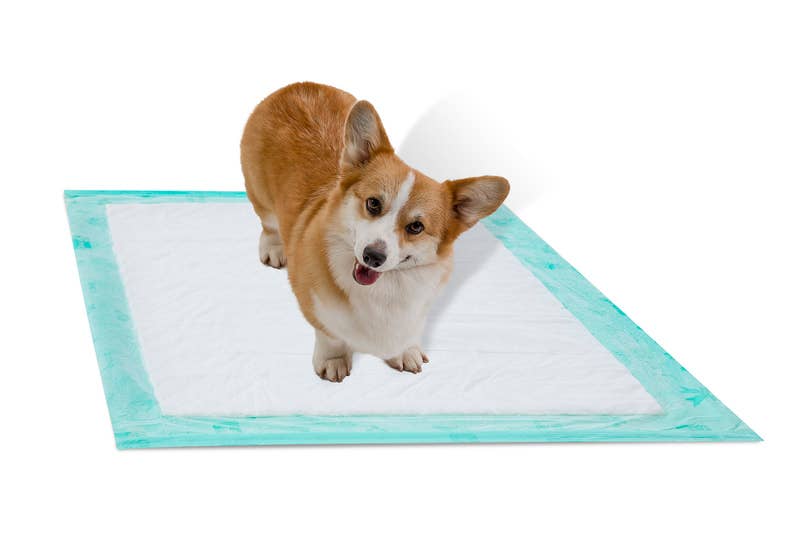 WizSmart | Earth Friendly Dog Pad