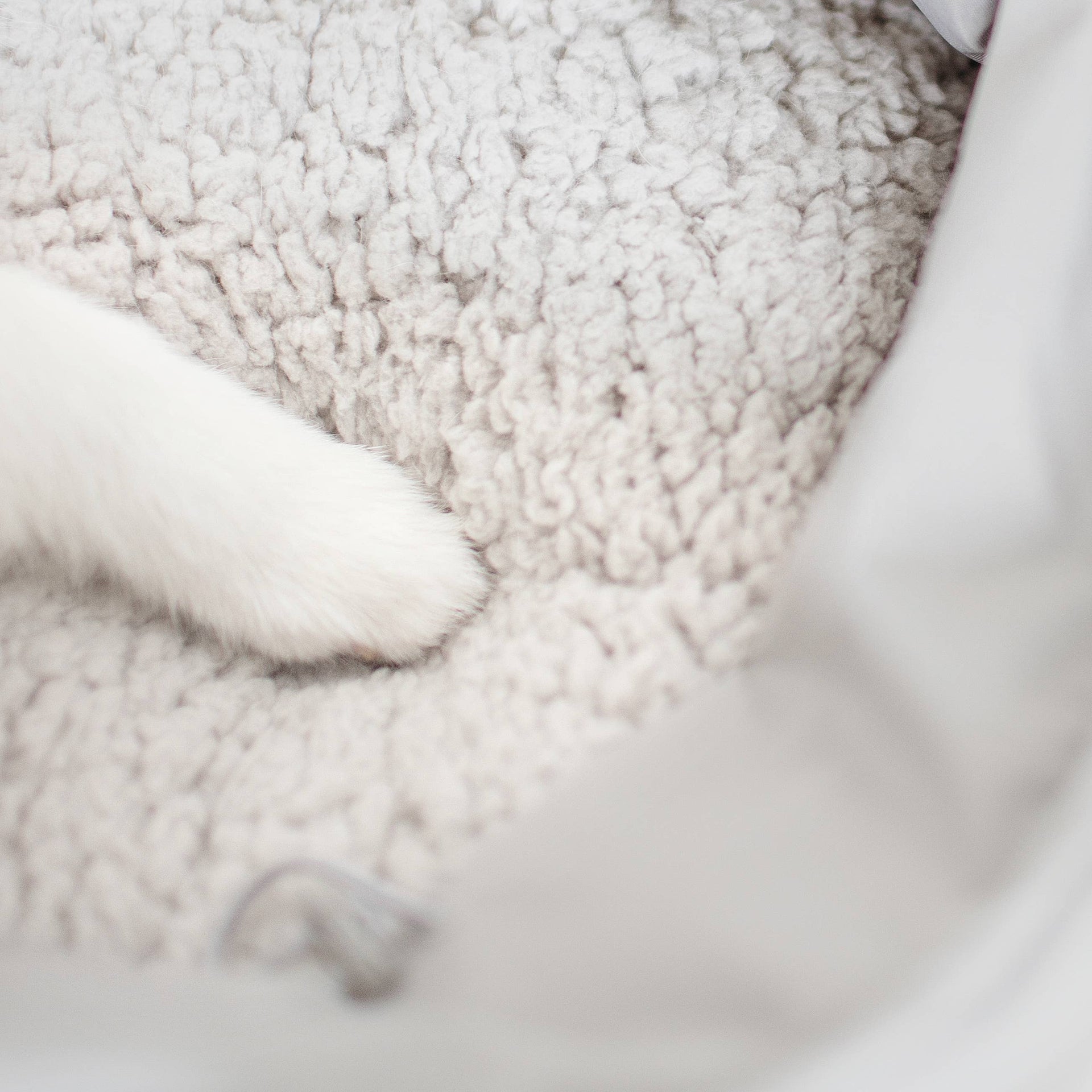 Lambwolf | OLLA | Petite Pet Carrier