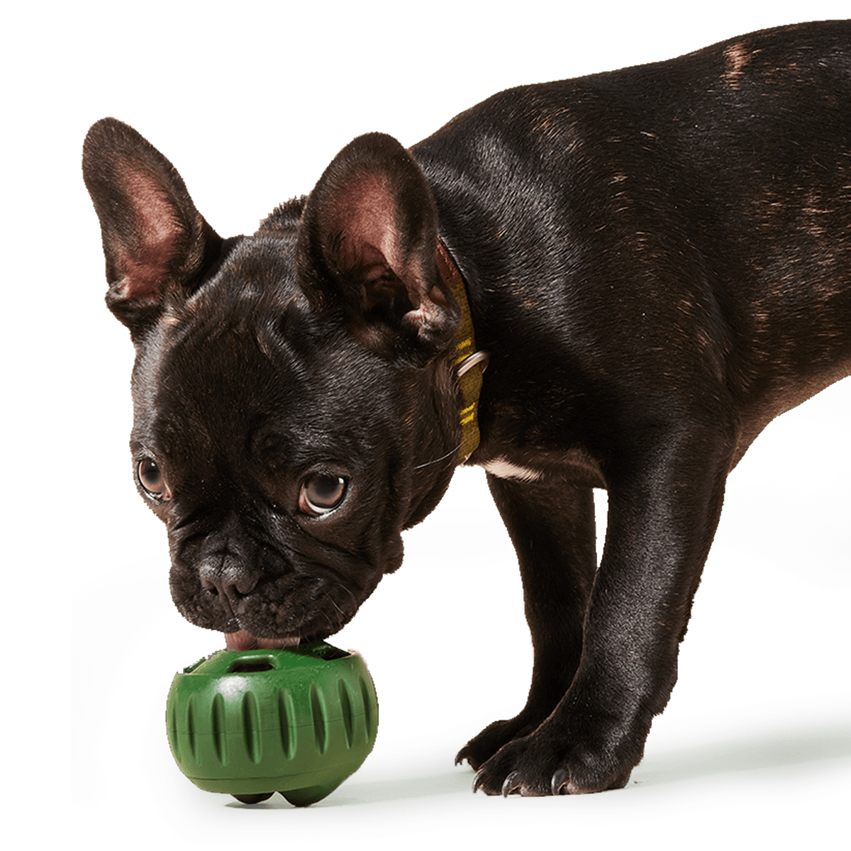 Woof | The Pupsicle