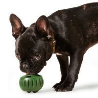 Woof | The Pupsicle