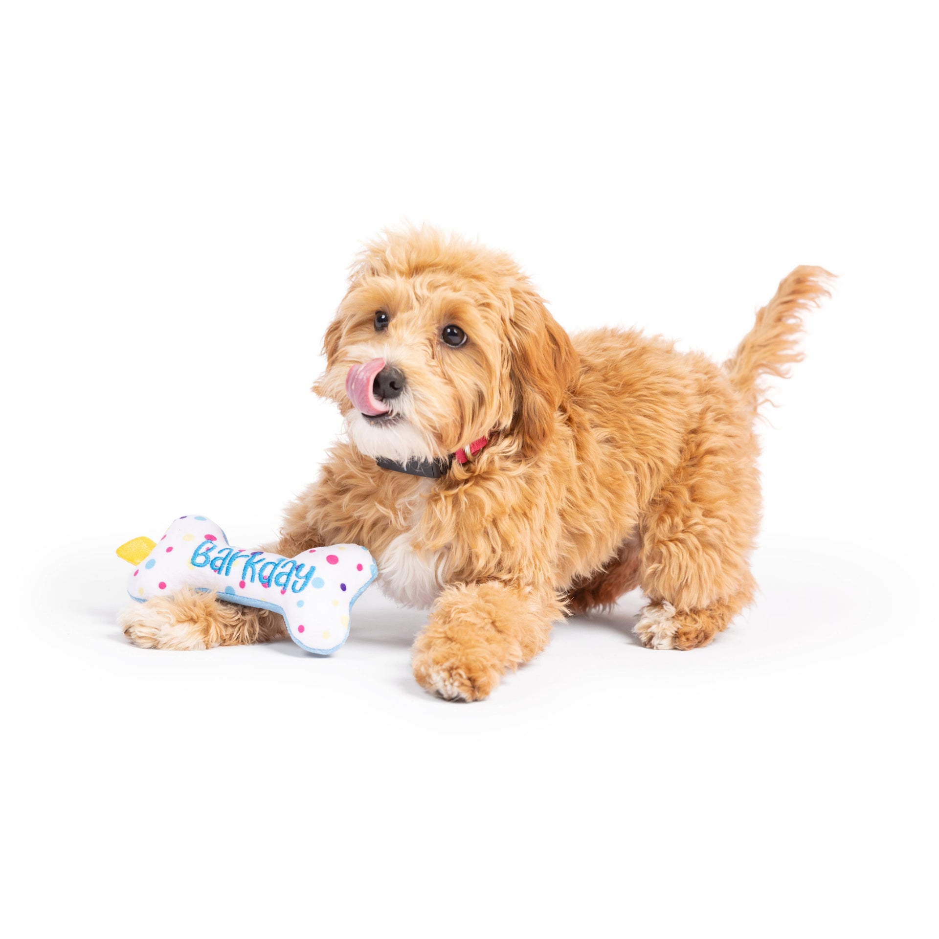 Tiny Tuff It's My Barkday Bone