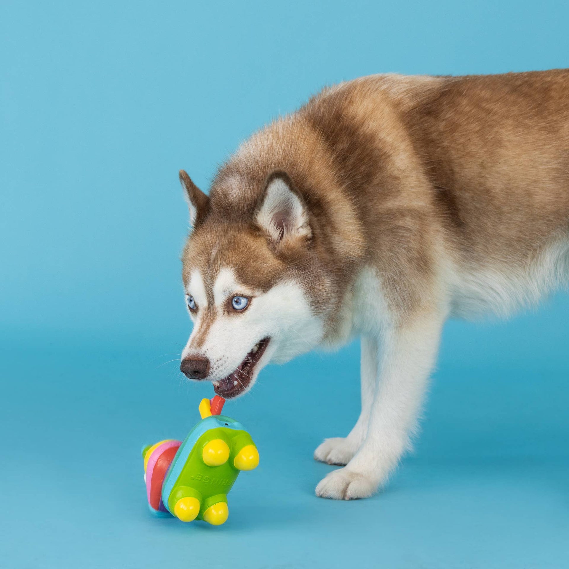Fringe Studio | Toy | Life's A Paw-ty Piñata