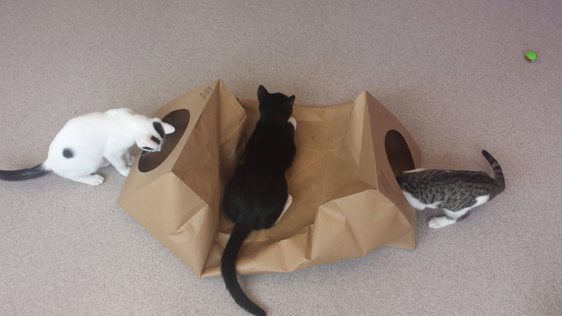 Dezi & Roo | Hide and Sneak Tunnel