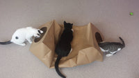 Dezi & Roo | Hide and Sneak Tunnel