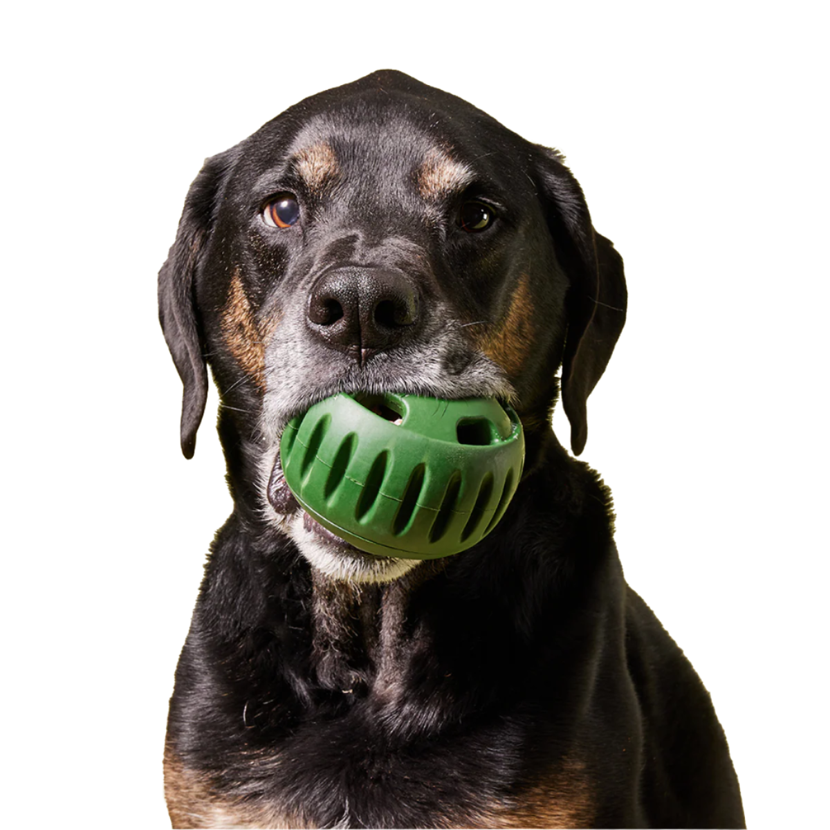 Woof | The Pupsicle