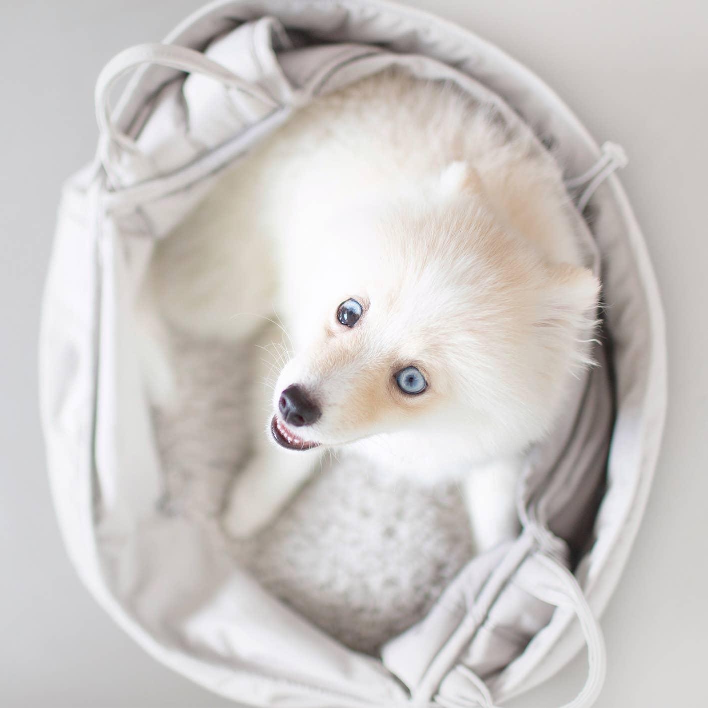 Lambwolf | OLLA | Petite Pet Carrier