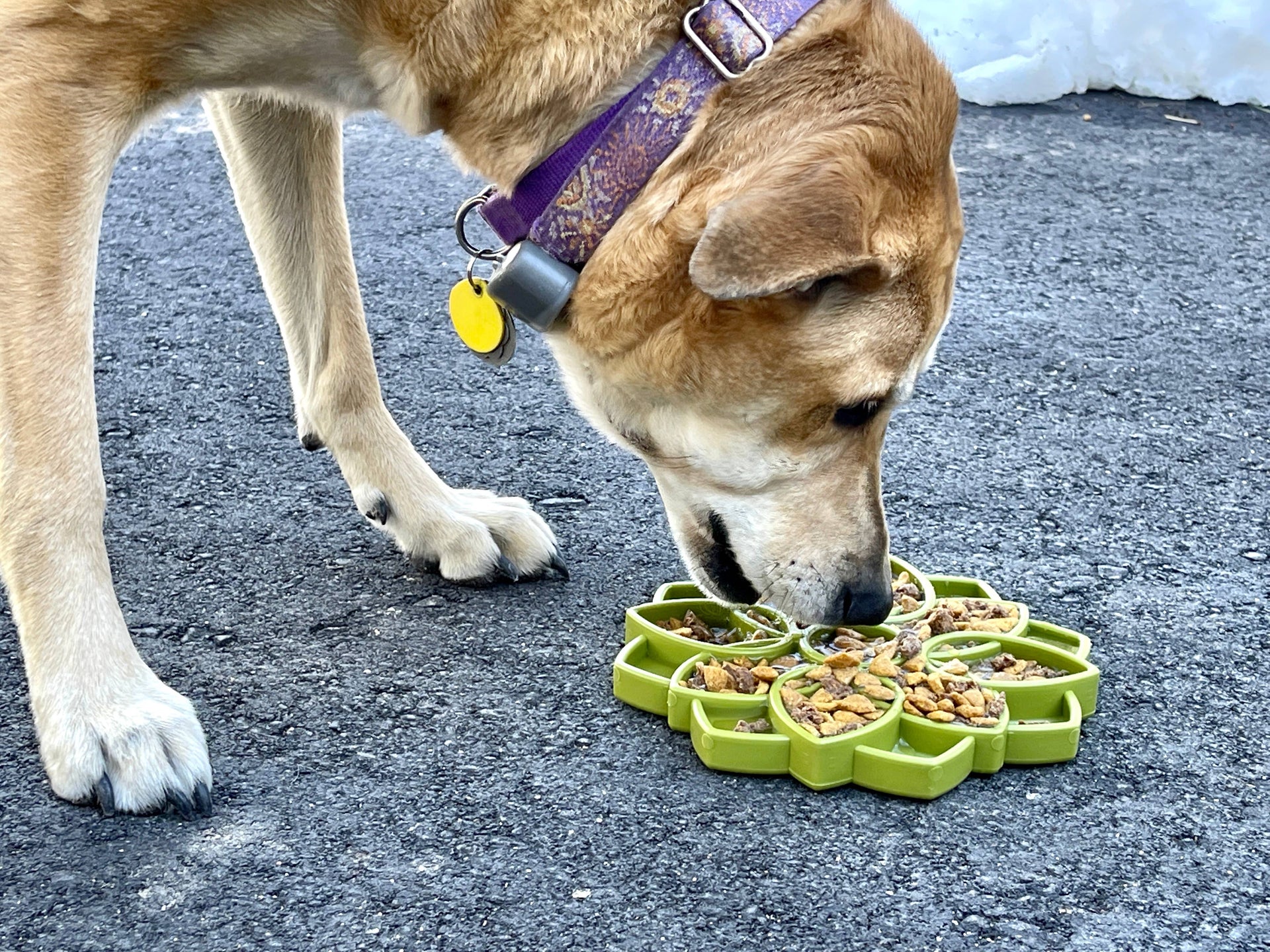 SodaPup - Mandala Design eTray Enrichment Tray for Dogs