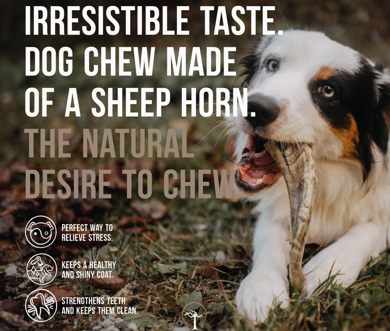 CANOPHERA | Sheep Horn Dog Chew