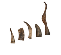 CANOPHERA | Sheep Horn Dog Chew