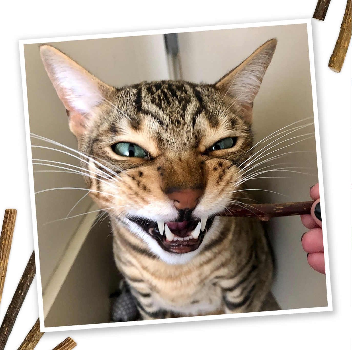 Meowijuana | Silvervine Sticks