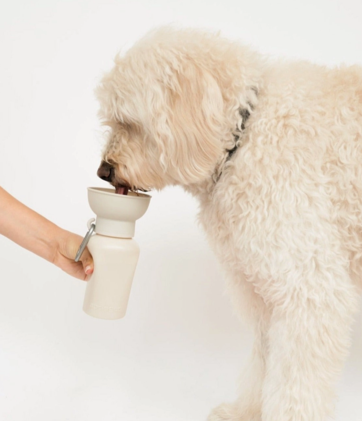 Springer | Water Bottle