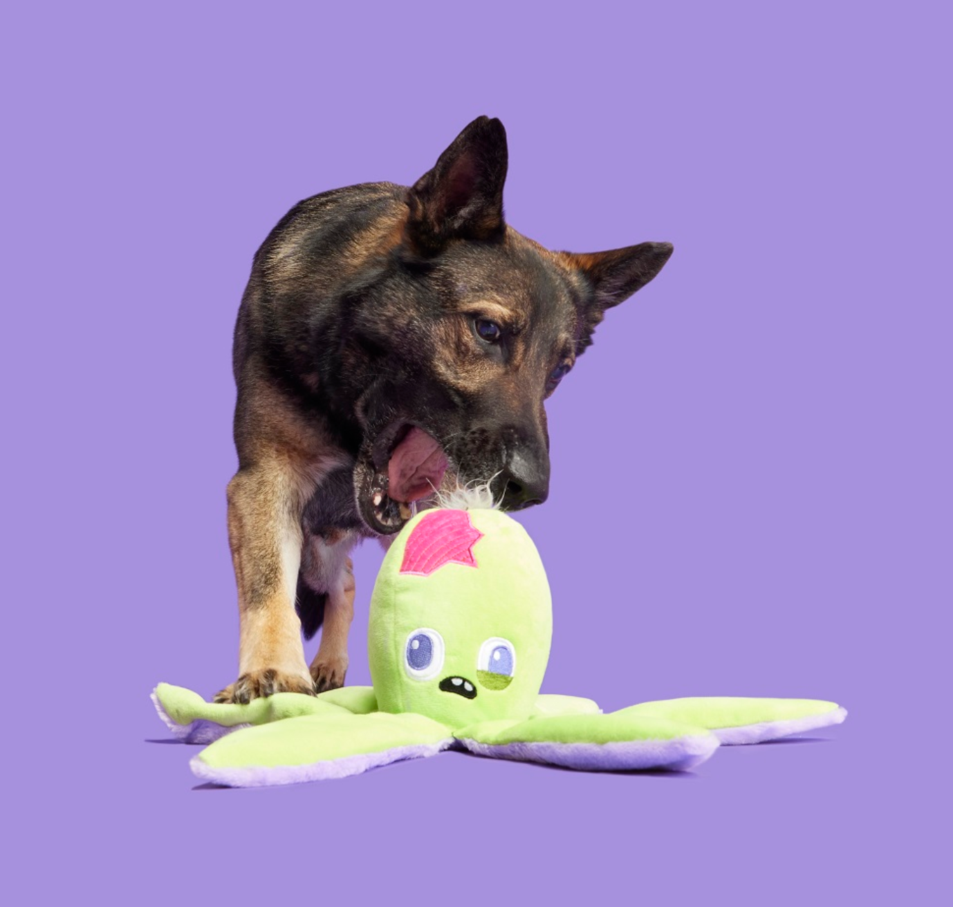 BARK | Undead Ollie Octopus