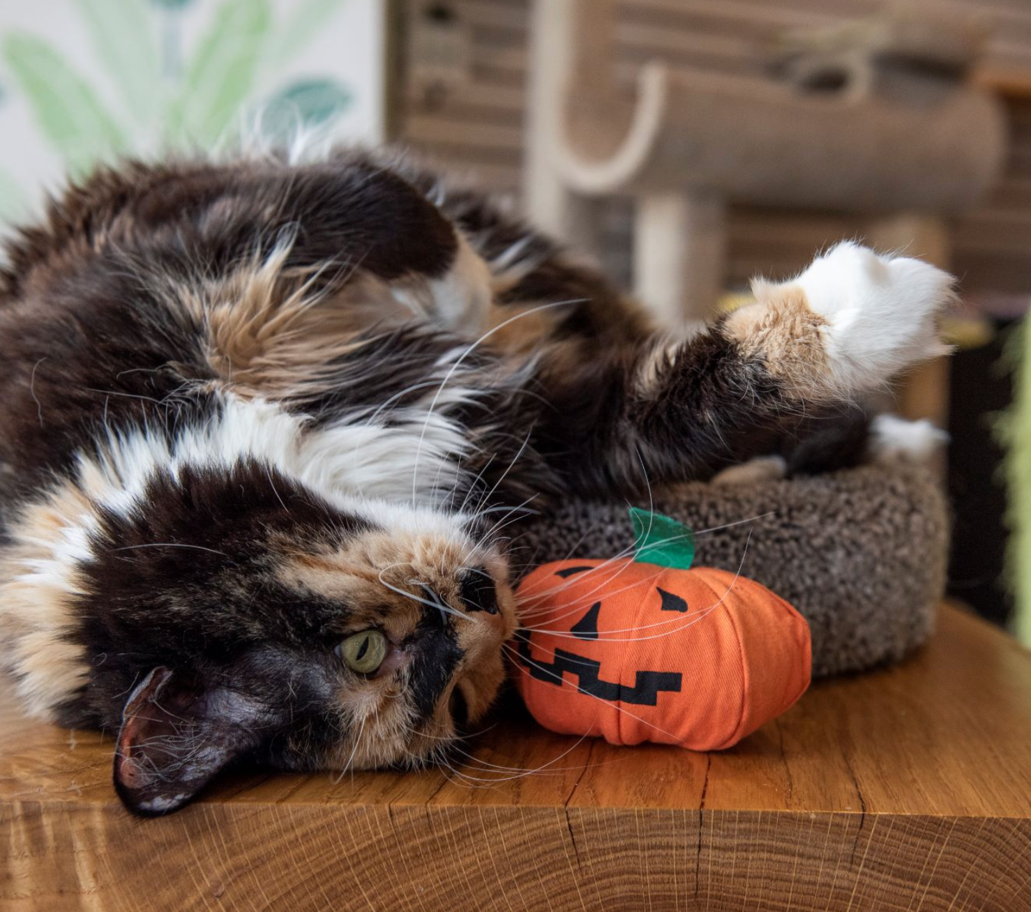 Yeowww! | Catnip Pumpkin