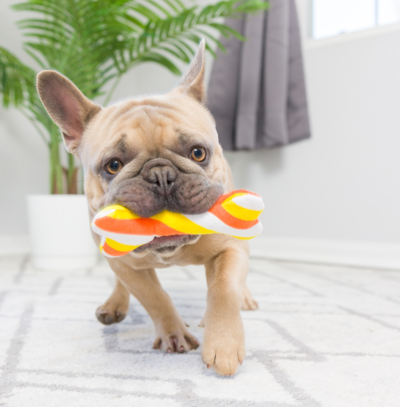 Huxley & Kent | Pumpkin Treats