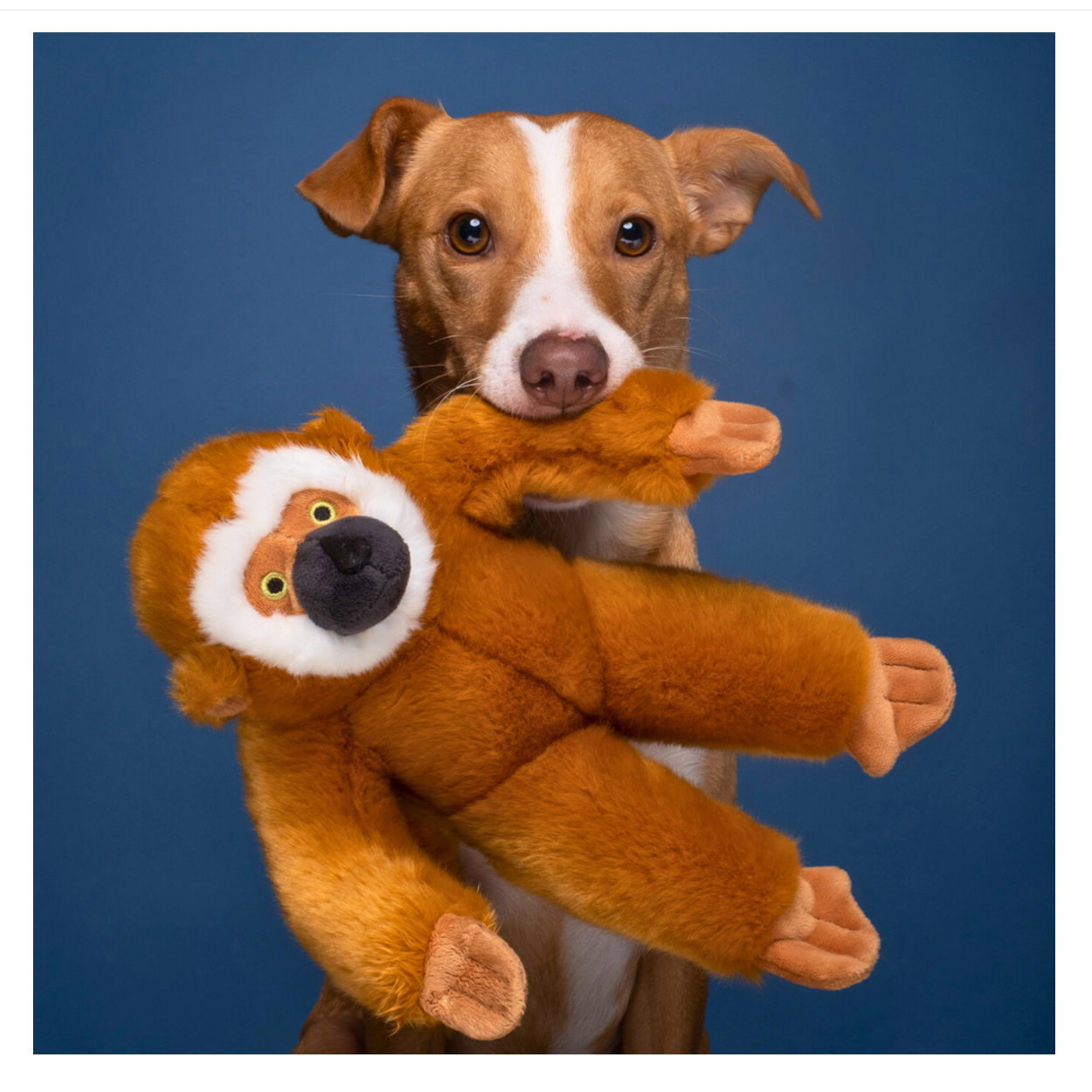 Fluff & Tuff | Marcel Monkey