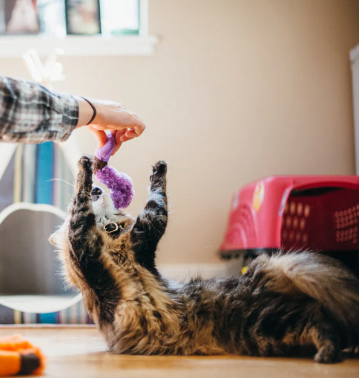 P.L.A.Y. | Feline Frenzy | Wiggly Wormies