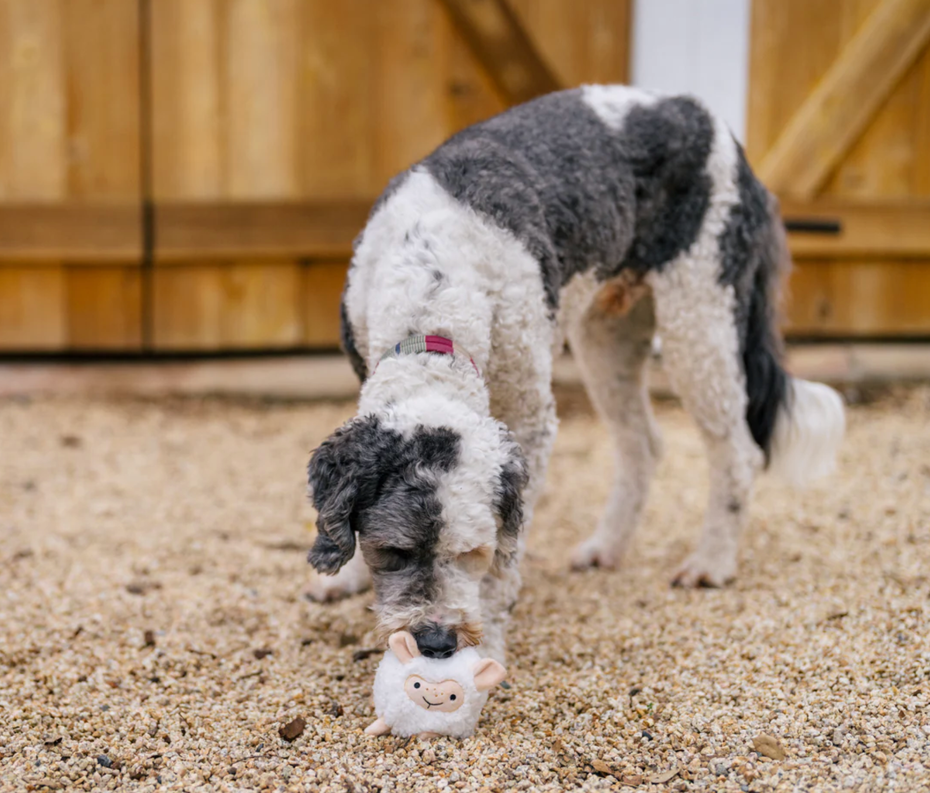 P.L.A.Y. | Barn Buddies | Sheep