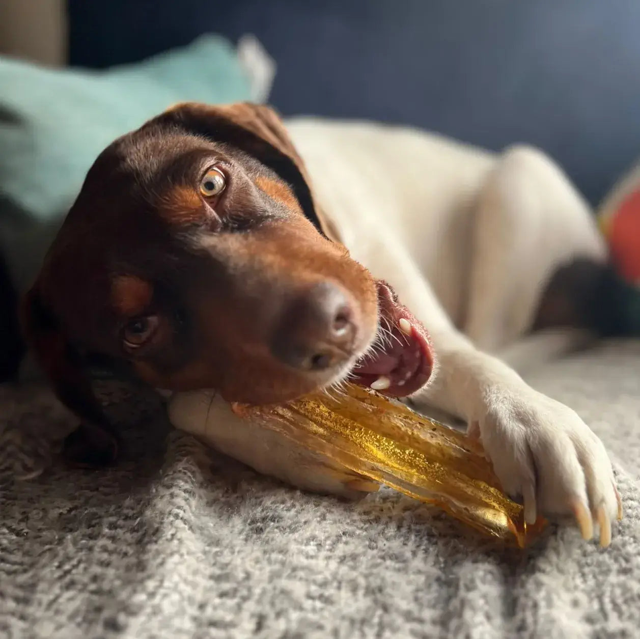 Mighty Marrows Dental Chew | Pork & Parsley