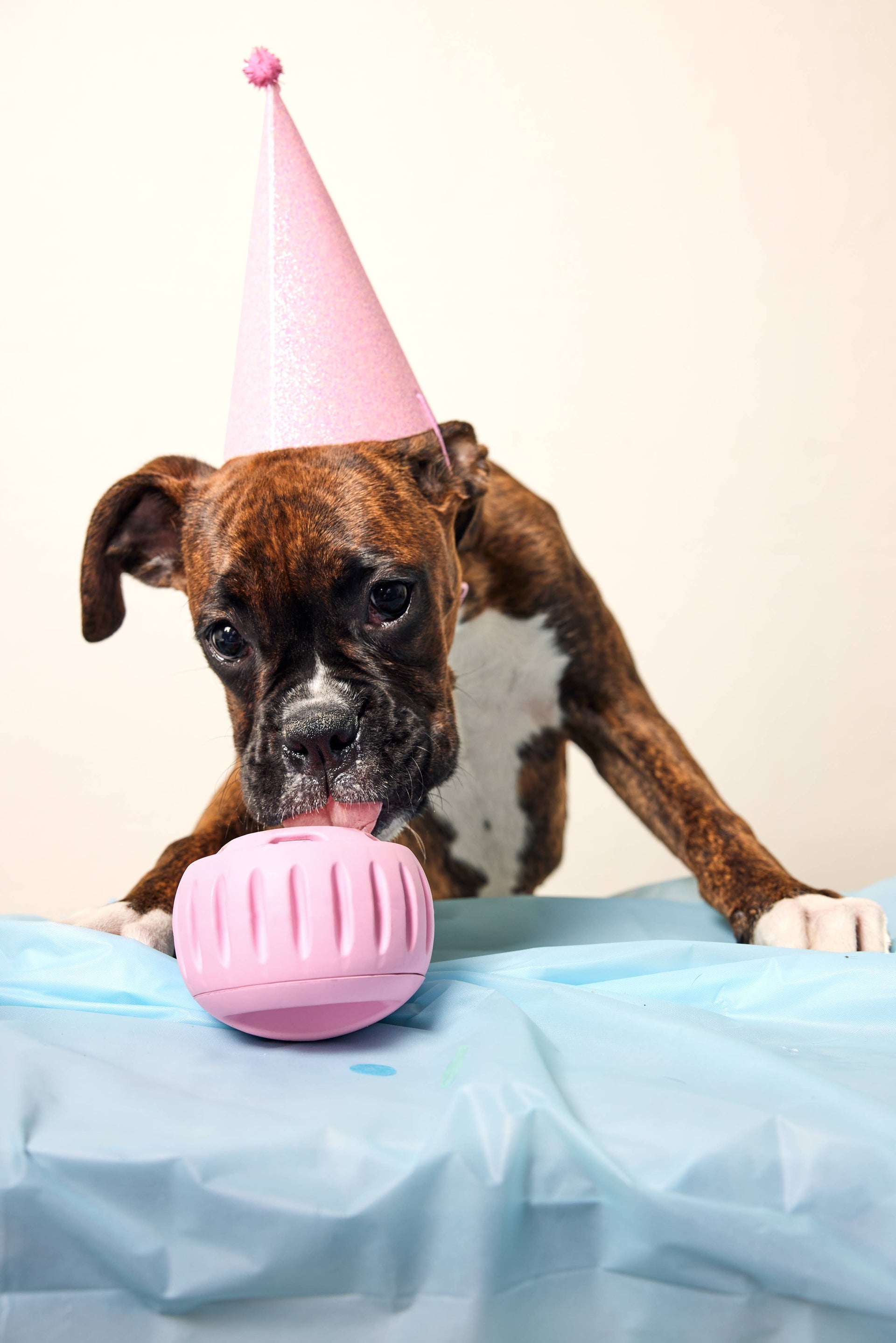 Woof | The Party Pupsicle