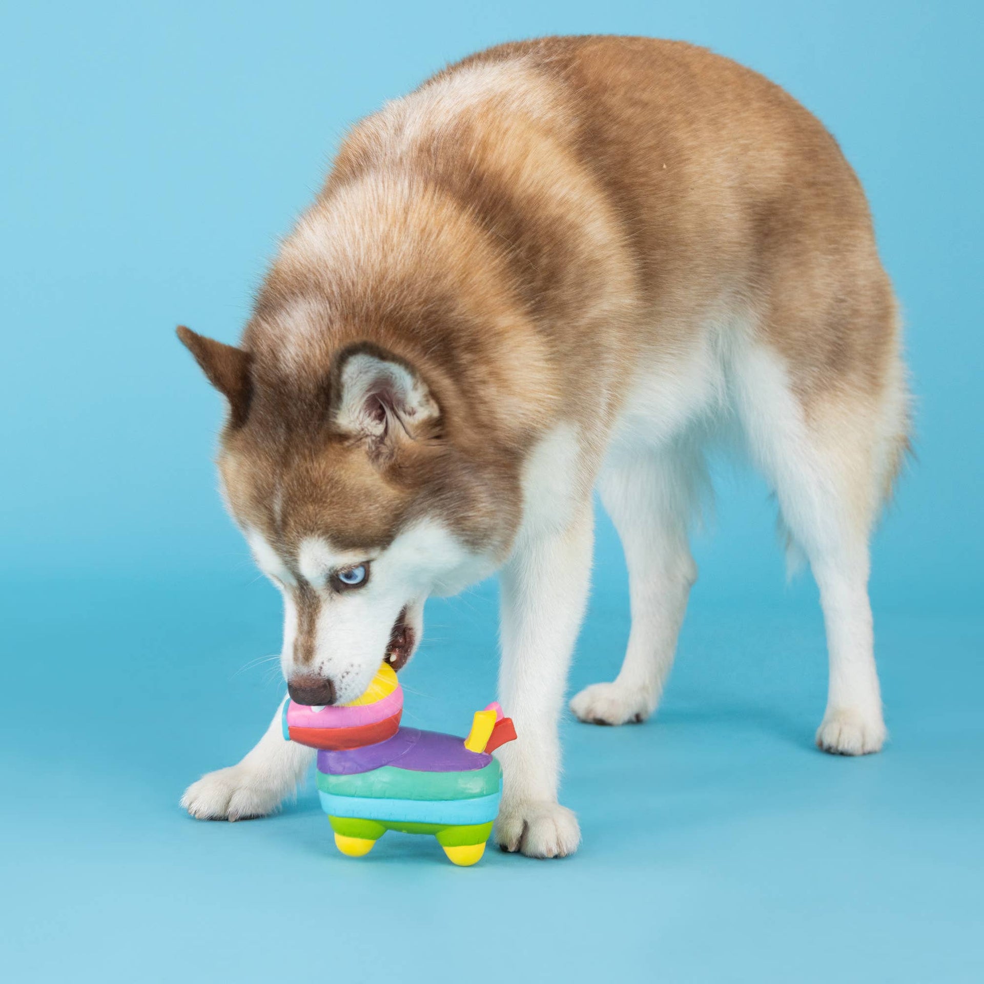 Fringe Studio | Toy | Life's A Paw-ty Piñata