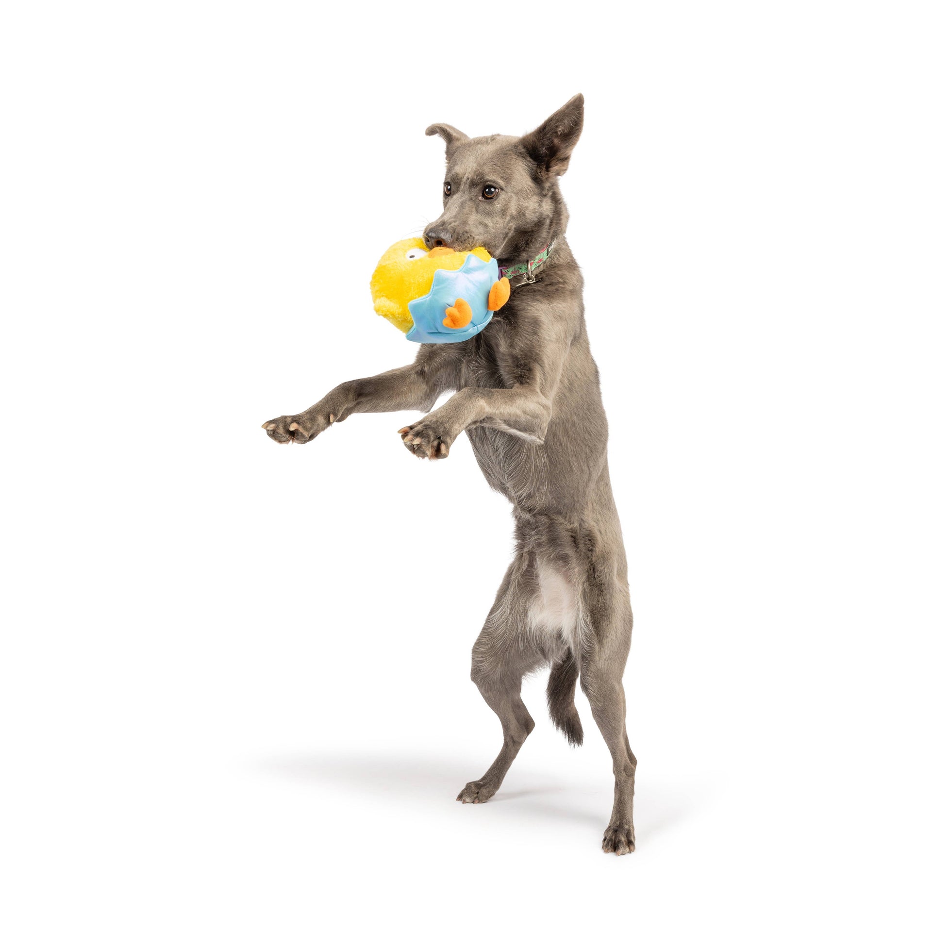 Chick-A-Dee Dog Toy
