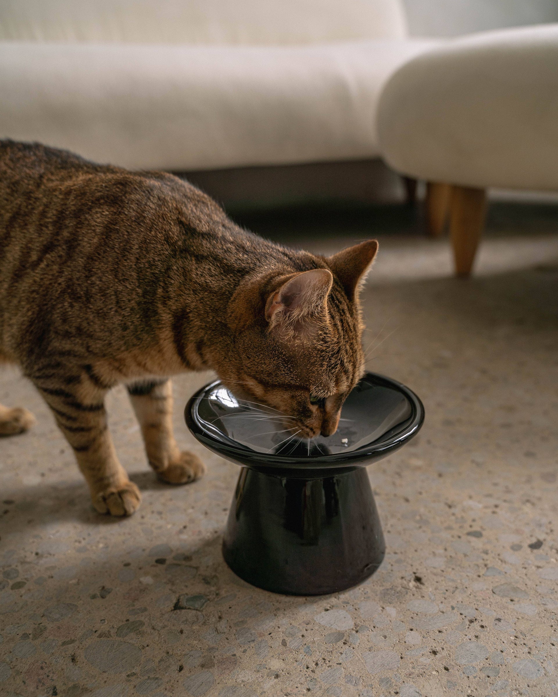 dexypaws | Cat Bowl | Black