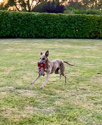 Cub | Eco Dog Toy | Starman