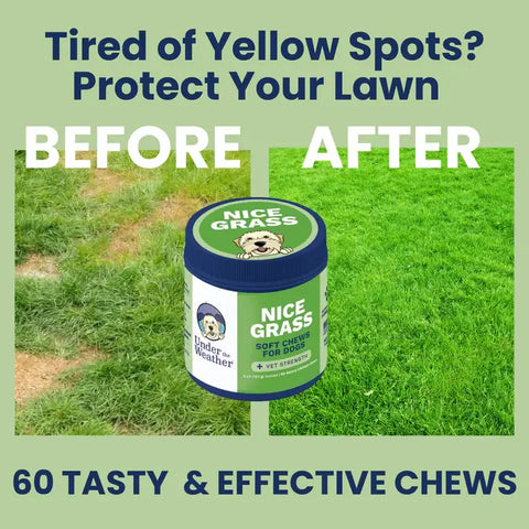 Under the Weather Nice Grass Soft Chew supplement container showing product label and packaging details for dogs.