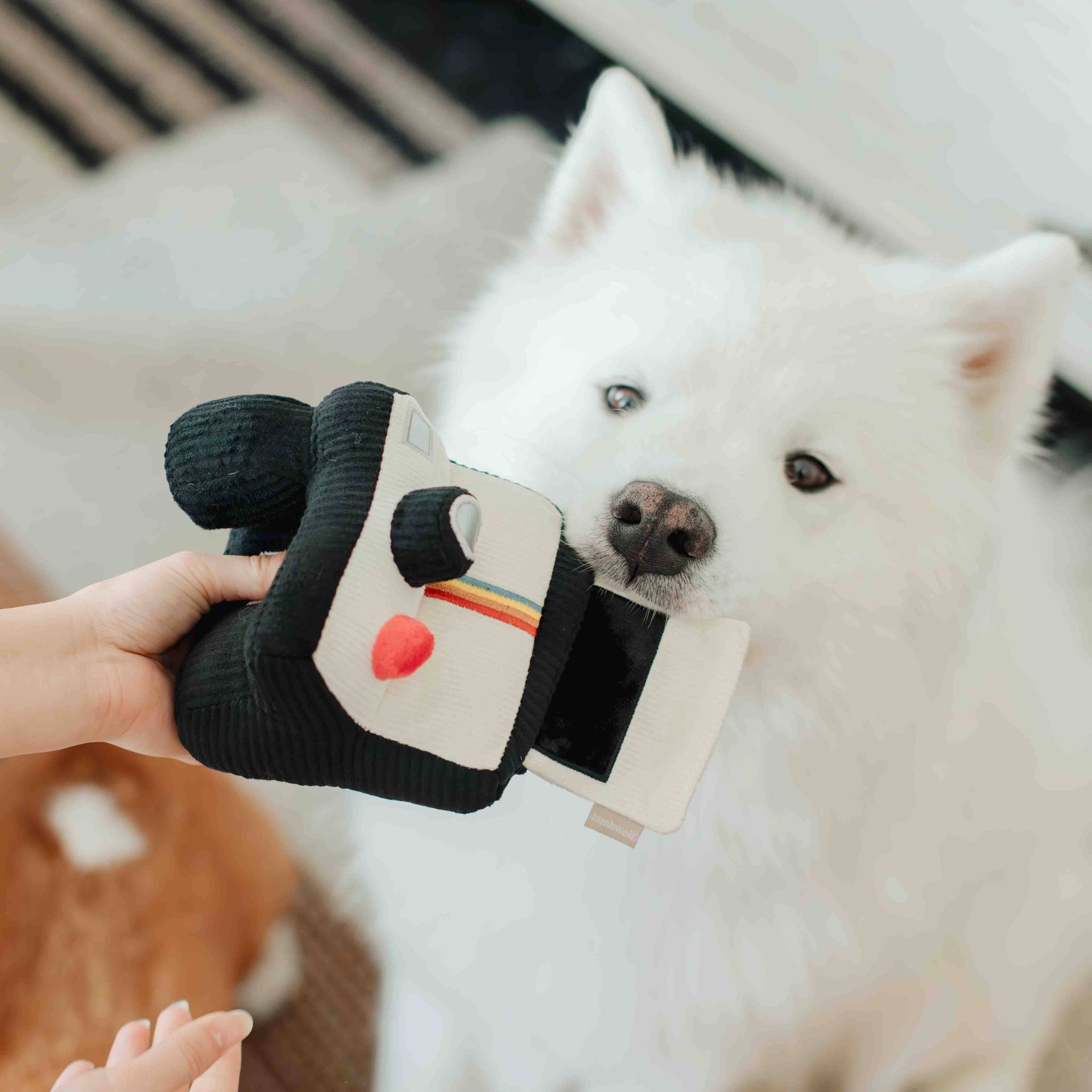 Lambwolf Collective Instant Camera enrichment toy showing detailed construction and plush fabric texture in close-up view.