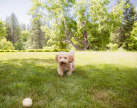 Docaball natural rubber dog ball in key lime pie green shown from a close detail angle.