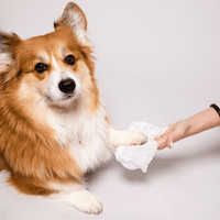 Natural Dog Co. | Wipes | Grooming