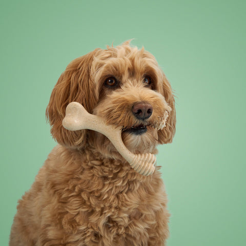 BetterBone MEDIUM Strength natural dog chew toy showing the specially designed curved ends and bone-like shape.
