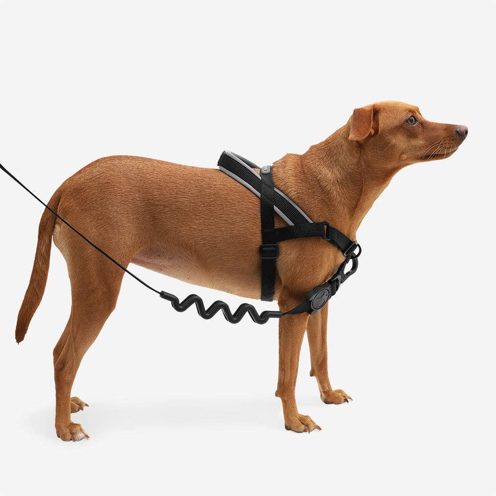 Zee.Dog SofterWalk Harness in Gotham colorway shown on a dog during an outdoor walk.