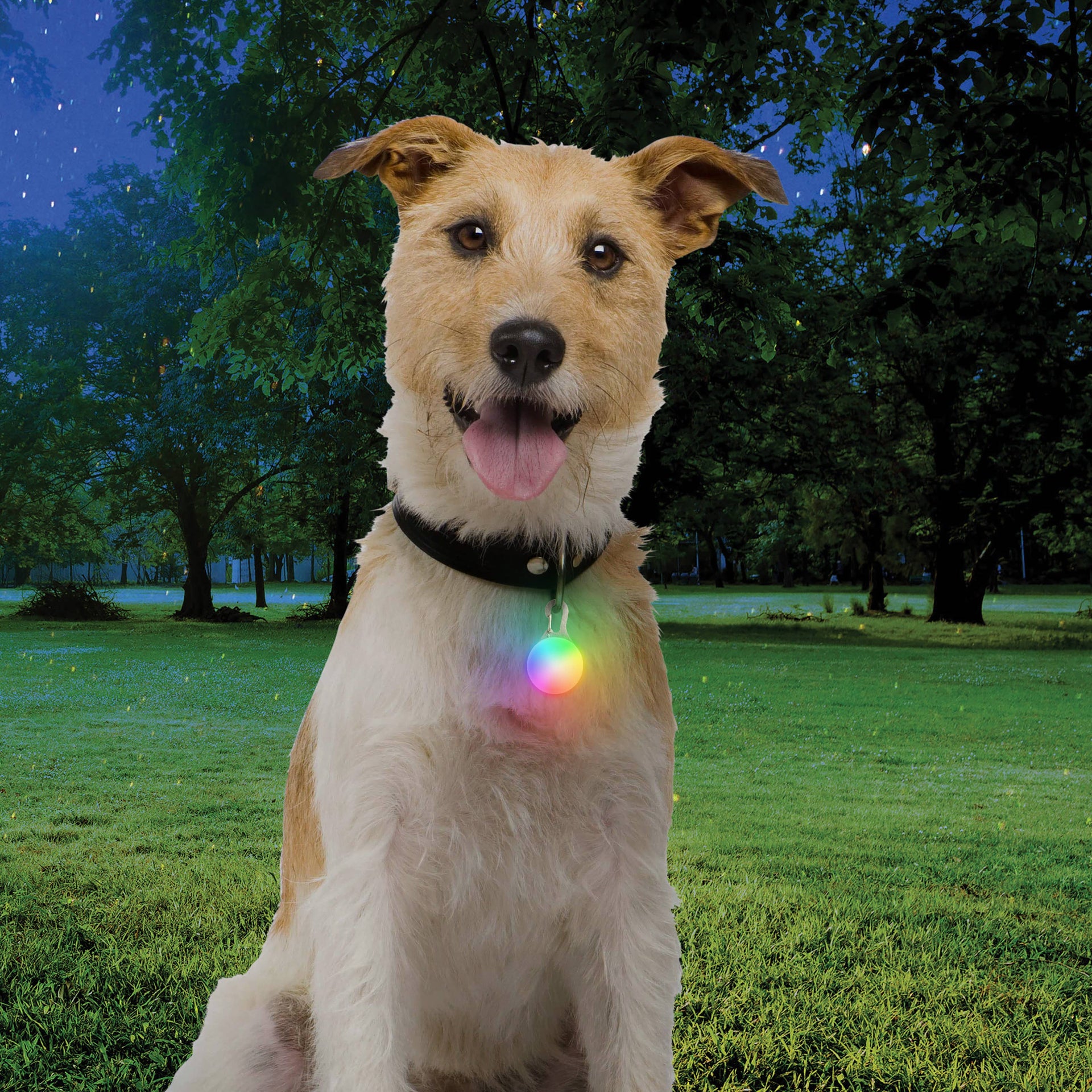 Nite Ize | Spotlit Rechargeable Collar Light