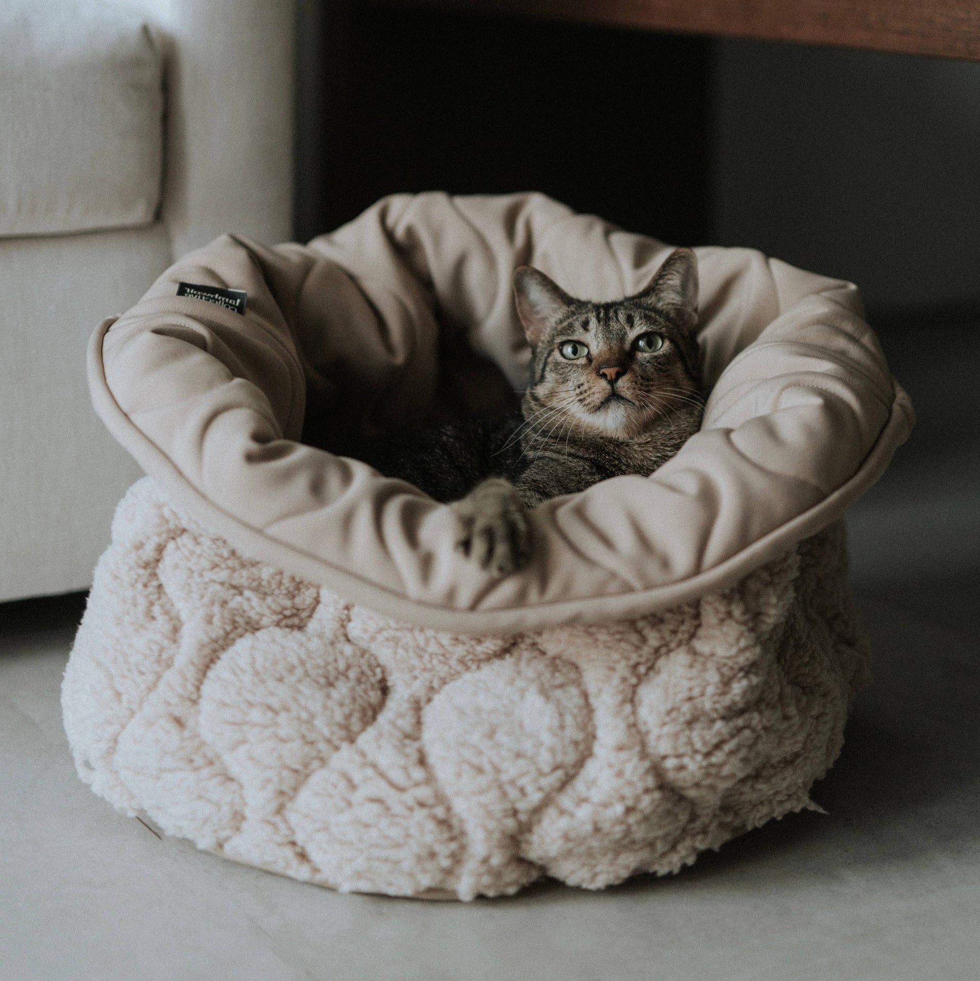 Lambwolf | Taart Pet Bed