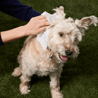 Natural Dog Co. | Wipes | Grooming