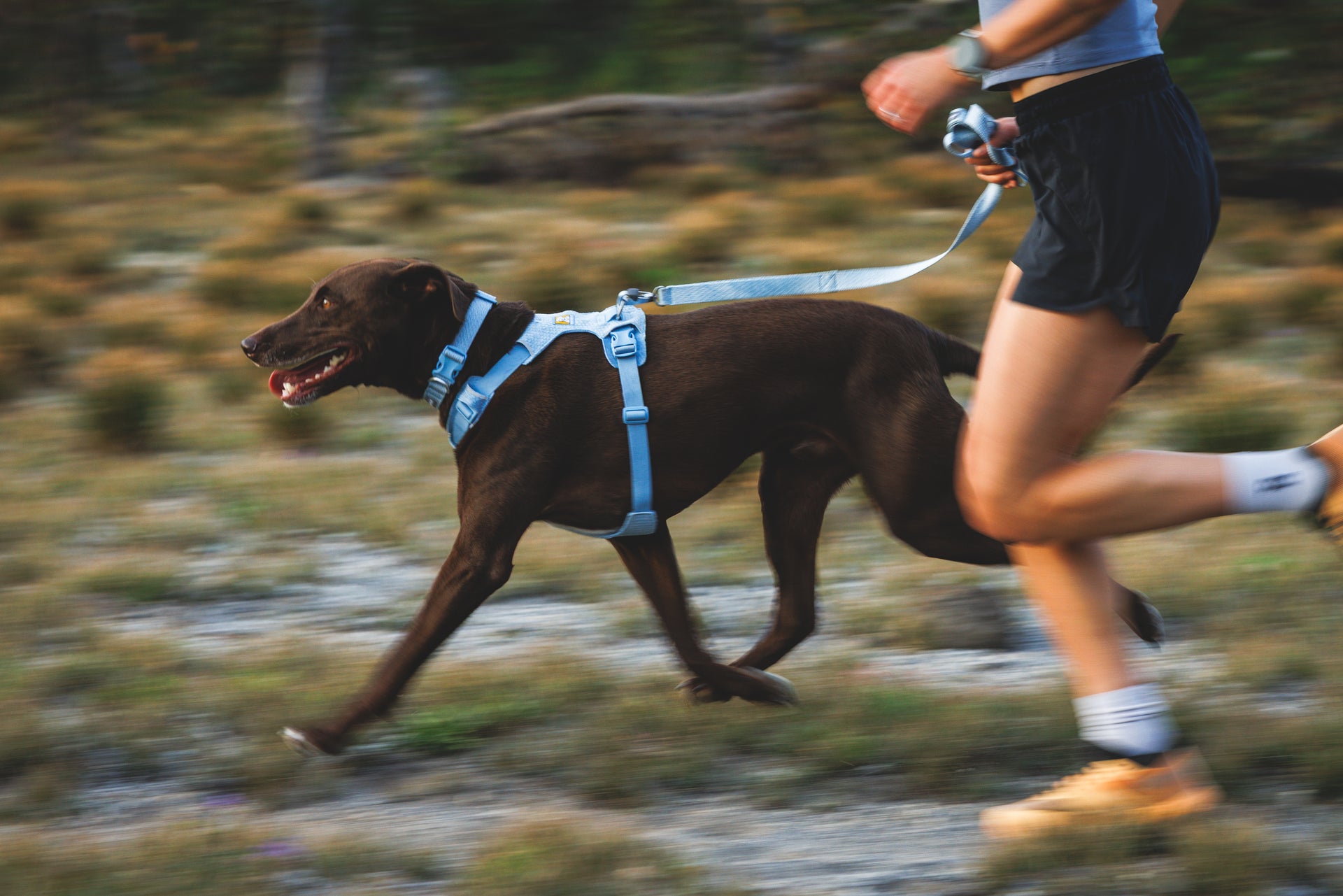 Ruffwear Front Range Flex Harness shown in lifestyle setting or detail view highlighting engineered knit construction features.