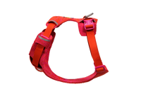 Ruffwear Front Range Flex Harness worn by active dog during outdoor adventure showcasing flexible knit construction.