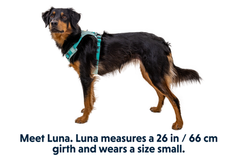 Ruffwear | Hi & Light Harness