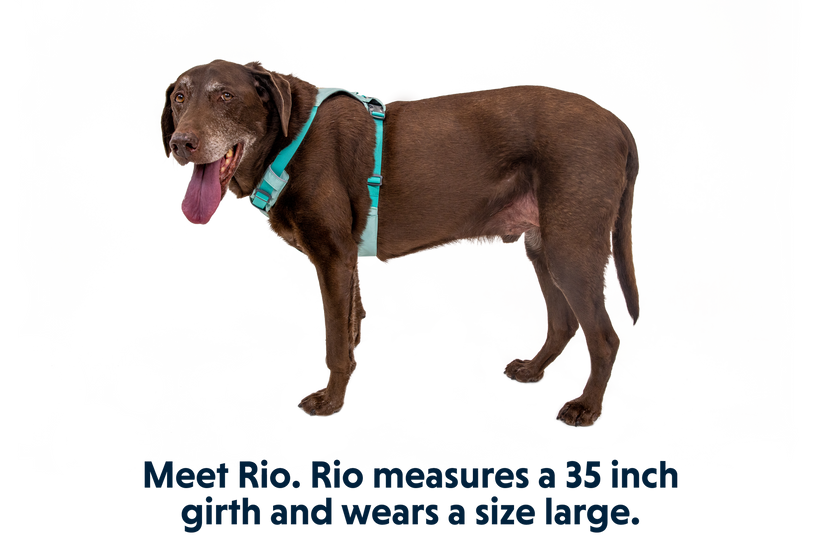 Ruffwear | Hi & Light Harness