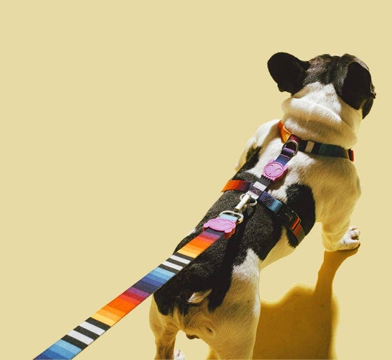 Zee.Dog | Leash | Prisma