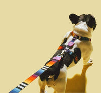 Zee.Dog | Leash | Prisma