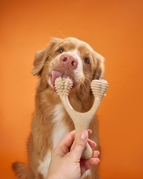 BetterBone HARD Strength natural dog chew toy being enjoyed by a dog during playtime