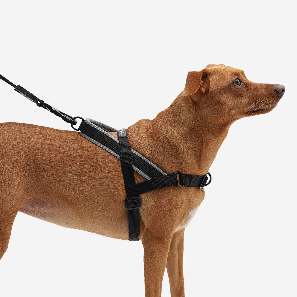 Zee.Dog SofterWalk Harness in Gotham colorway shown with sizing details or packaging reference.