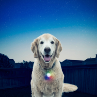 Nite Ize | SpotLit Collar Light